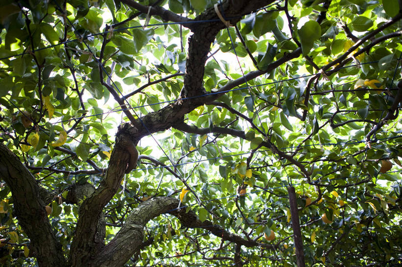 无人,横图,室外,特写,白天,仰视,美景,植物,阴影,光线,影子,景观,果树,枝条,树,树木,树枝,绿色,阳光,自然,景色,生长,成长,自然风光,虬枝,枝杈,梨树,彩图,低角度拍摄
