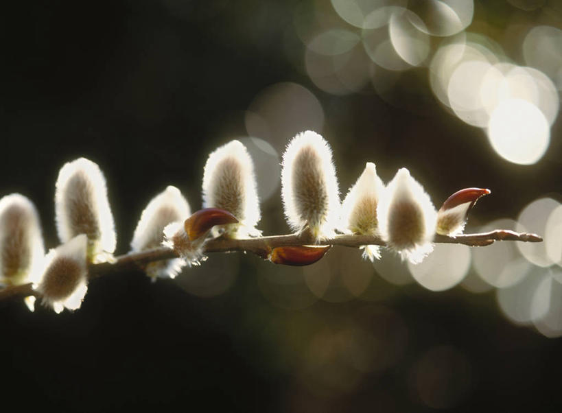 无人,横图,室外,特写,白天,正面,自由,美景,阴影,朦胧,模糊,光线,影子,景观,猫柳,阳光,自然,景色,生命,自然风光,银芽柳,棉花柳,银柳,彩图