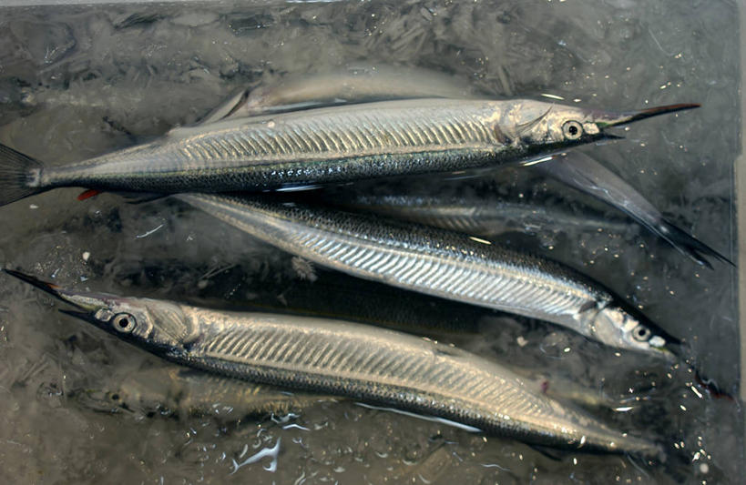 无人,横图,俯视,室内,特写,白天,许多,阴影,反射,鱼,影子,冰,冰块,很多,冷冻,水产,鱼类,寒冷,冷藏,针鱼,鱵鱼,冰冷,水生动物,水生物,单针鱼,姜公鱼,铜吮鱼,针工鱼,针扎鱼,箴鱼,保鲜,彩图,高角度拍摄,全身,淡水生物,河鲜