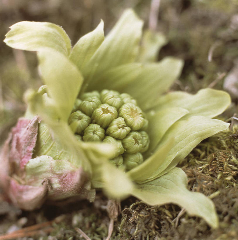 无人,竖图,俯视,室外,特写,白天,美景,阴影,朦胧,模糊,盛开,光线,影子,景观,花蕾,花,花瓣,花朵,鲜花,阳光,自然,花苞,花蕊,景色,自然风光,蜂斗菜,蛇头草,野饭瓜,南瓜三七,彩图,高角度拍摄,黑南瓜,水钟流头,野金瓜头,野南瓜