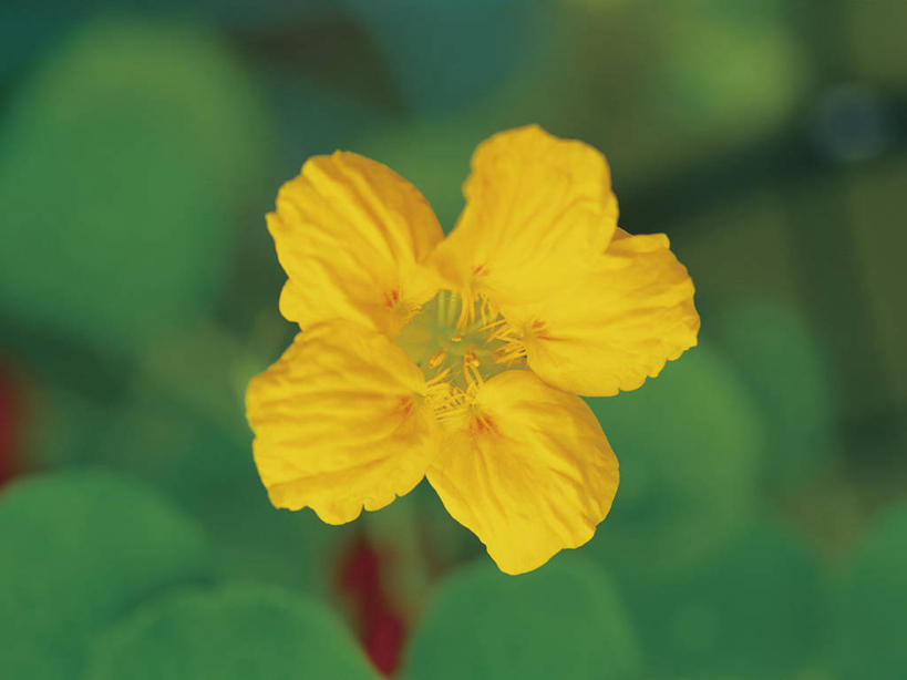 无人,横图,室外,特写,白天,正面,美景,植物,叶子,阴影,朦胧,模糊,盛开,光线,纹理,影子,景观,绿叶,花蕾,花,花瓣,花朵,鲜花,一朵,黄色,绿色,阳光,自然,花苞,花蕊,嫩叶,景色,自然风光,金链花,肌理,阿勃勒,波斯皂荚,长果子树,黄金雨,金急雨,牛角树,婆罗门皂荚,猪肠豆,叶,叶片,叶脉,彩图