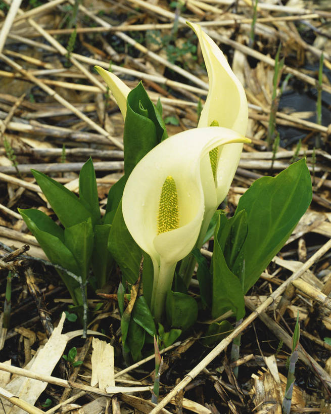 无人,竖图,俯视,室外,特写,白天,美景,植物,叶子,阴影,盛开,光线,纹理,影子,景观,绿叶,草药,药草,花蕾,中药,花,花瓣,花朵,鲜花,两朵,绿色,白色,阳光,自然,花苞,花蕊,嫩叶,景色,有毒,自然风光,药材,中草药,中药材,本草,肌理,臭菘,叶,叶片,叶脉,彩图,高角度拍摄