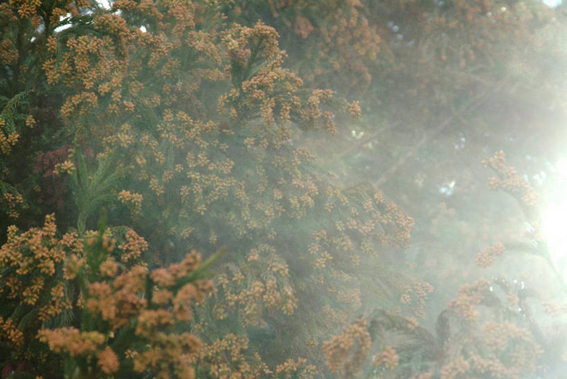 无人,横图,室外,白天,仰视,旅游,度假,美景,树林,植物,松树,阴影,光线,影子,景观,娱乐,树,树木,绿色,阳光,自然,享受,休闲,景色,放松,生长,成长,自然风光,杉树,坚定,长寿,贞洁,柳杉,彩图,低角度拍摄,孔雀松,木沙椤树,日本柳杉