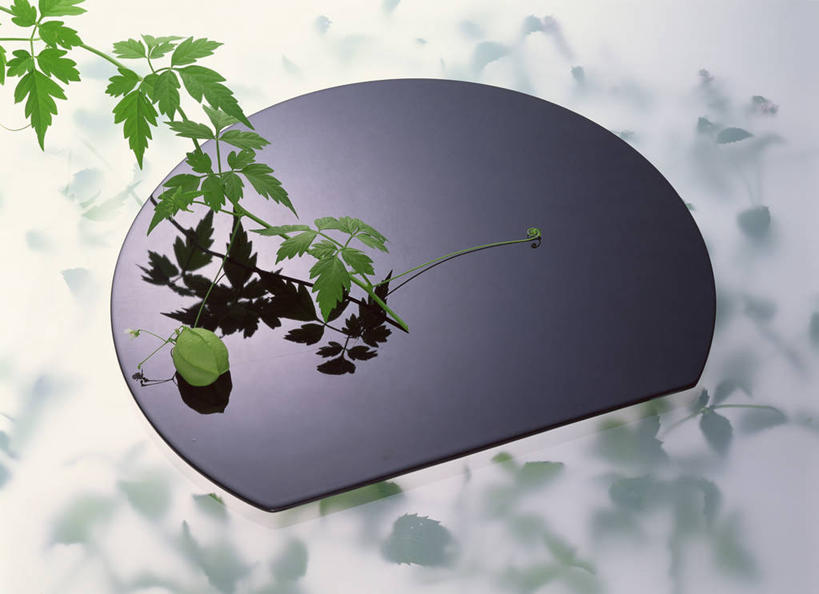 无人,横图,俯视,室内,特写,白天,白色背景,植物,餐具,叶子,阴影,朦胧,模糊,反射,碟子,盘,纹理,影子,绿叶,一个,绿色,黑色,盘子,碟,嫩叶,摄影,影棚,单个,冬樱花,肌理,悸动,冬海棠,高盆樱,叶,叶片,叶脉,彩图,高角度拍摄,影棚拍摄,拍摄