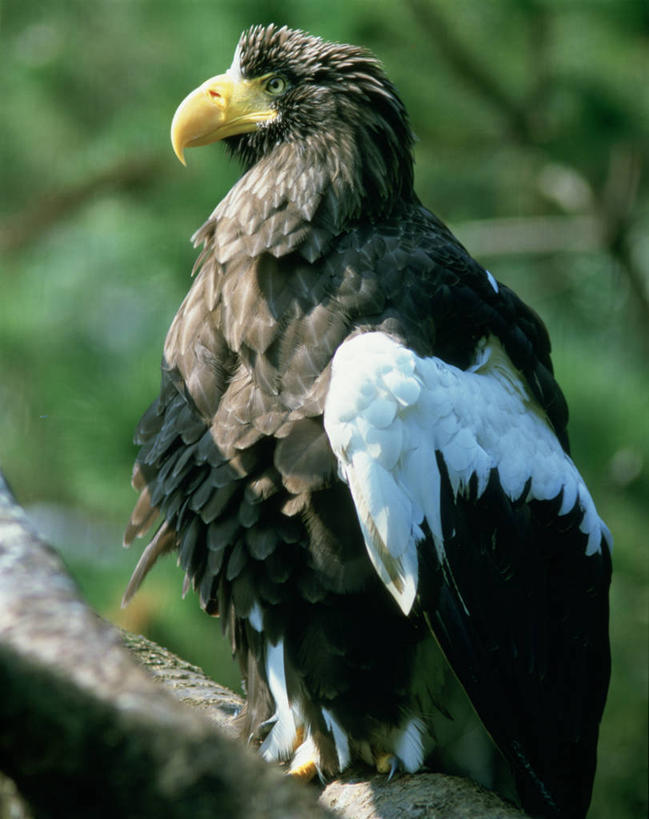 无人,竖图,室外,特写,白天,正面,美景,植物,鸟,野生动物,鹰,东京,日本,亚洲,阴影,朦胧,模糊,光线,鸟类,影子,景观,枝条,注视,停留,树,树木,树枝,一只,绿色,阳光,自然,动物,观察,看,景色,生长,成长,观看,停止,察看,关注,自然风光,凶猛,东亚,鸢,本州,海雕,关东地方,本州岛,日本国,东京都,多摩,虎头雕,虎头海雕,羌鹫,多摩市,逗留,停顿,虬枝,枝杈,残暴,凶残,彩图,全身,多摩地方,多摩地区,多摩地域,三多摩