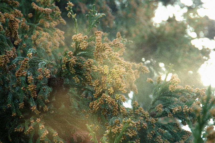 无人,横图,室外,白天,仰视,旅游,度假,美景,树林,植物,松树,阴影,光线,影子,景观,娱乐,树,树木,绿色,阳光,自然,享受,休闲,景色,放松,生长,成长,自然风光,杉树,坚定,长寿,贞洁,柳杉,彩图,低角度拍摄,孔雀松,木沙椤树,日本柳杉