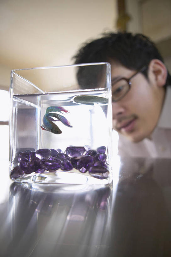 游泳,东方人,脸,头,脸颊,脖子,一个人,坐,竖图,室内,特写,白天,正面,石头,窗户,天花板,桌面,桌子,亚洲,仅一个男性,仅一个人,一堆,许多,阴影,堆叠,堆积,服装,朦胧,模糊,反射,鱼,石子,眼镜,影子,很多,注视,休闲装,黄种人,鱼类,肩膀,海洋生物,玻璃窗,仅一个年轻男性,一个,一只,衣服,紫色,灰色,浴缸,观察,看,休闲,休闲服,鹅卵石,服饰,单个,观看,堆,察看,关注,水生动物,水生物,卫浴设备,近视眼镜,按摩石,海底动物,泅水,拍浮,暹罗斗鱼,五彩搏鱼,泰国斗鱼,彩雀鱼,水管装置,男人,男性,年轻男性,亚洲人,头部,脖,颈,颈部,脸部,脸蛋,面部,石块,坐着,半身,彩图,暹罗鱼