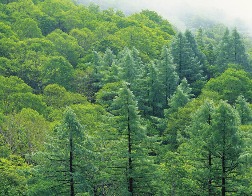 无人,横图,室外,白天,正面,旅游,度假,美景,树林,植物,日本,亚洲,阴影,光线,影子,景观,娱乐,树,树木,绿色,阳光,自然,享受,休闲,景色,放松,生长,成长,自然风光,东亚,本州,本州岛,日本国,东北地方,山形,山形县,彩图