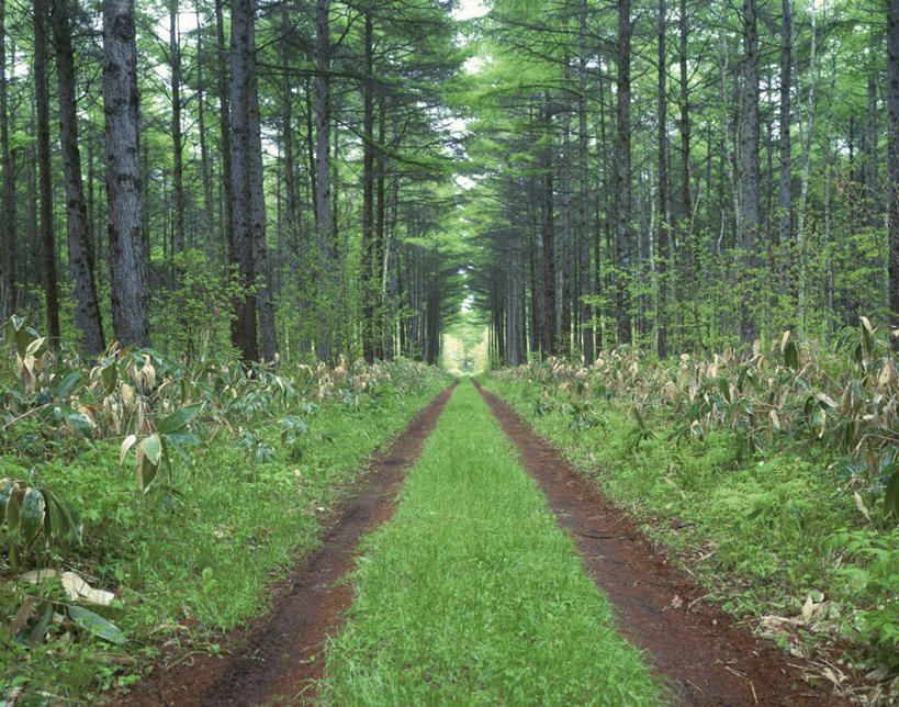 无人,横图,室外,白天,正面,消失点,旅游,度假,草地,草坪,美景,植物,道路,路,北海道,日本,亚洲,阴影,光线,影子,景观,小路,交通,娱乐,草,树,树木,绿色,阳光,自然,享受,休闲,景色,放松,生长,成长,自然风光,东亚,日本国,北海道地方,北海道岛,彩图,没影点,灭点,千岁,石狩振兴局,石狩支厅,千岁市