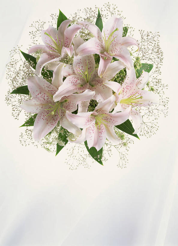 无人,竖图,俯视,室内,特写,白天,白色背景,阴影,盛开,反射,捧花,手捧花,影子,花蕾,花,花瓣,花朵,鲜花,粉色,花束,花苞,花蕊,一束,摄影,影棚,玉簪,白鹤花,白玉簪,玉春棒,玉簪花,宽和,恬静,婚礼捧花,彩图,高角度拍摄,影棚拍摄,拍摄,白鹤仙