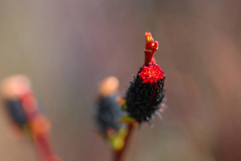 无人,横图,室外,特写,白天,正面,自由,美景,三朵,阴影,朦胧,模糊,盛开,光线,影子,景观,猫柳,花蕾,花,花瓣,花朵,鲜花,红色,阳光,自然,花苞,花蕊,景色,生命,自然风光,银芽柳,棉花柳,银柳,彩图