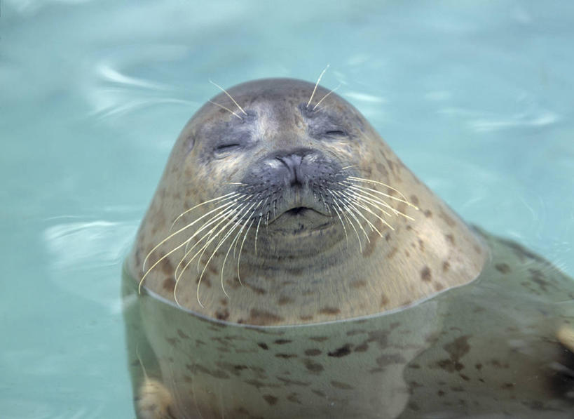 游泳,头,无人,横图,俯视,室外,特写,白天,水,哺乳动物,海豹,野生动物,北海道,日本,亚洲,表演,阴影,波纹,透明,光线,液体,影子,气泡,水滴,涟漪,漩涡,水泡,水族馆,水珠,一只,水纹,阳光,动物,泡泡,展示,可爱,海底世界,活泼,展览,圆弧,饲养,东亚,斑海豹,收集,日本国,北海道地方,北海道岛,泅水,钏路支厅,拍浮,极地海洋世界,头部,半身,彩图,高角度拍摄,振兴局,钏路综合振兴局,钏路,钏路市,道东