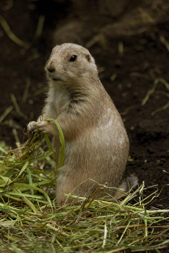 无人,站,竖图,室外,白天,正面,旅游,度假,草地,草坪,美景,植物,野生动物,阴影,光线,影子,景观,注视,娱乐,草,一只,绿色,阳光,自然,动物,观察,看,站着,享受,休闲,景色,放松,可爱,活泼,观看,察看,关注,自然风光,土拨鼠,旱獭,天竺鼠,黑尾草原犬鼠,黑尾牧鼠,黑尾土拨鼠,站立,彩图,全身