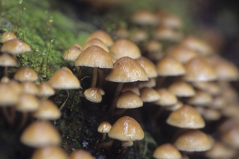 无人,横图,室外,特写,白天,正面,美景,许多,阴影,朦胧,模糊,光线,影子,景观,泥土,土壤,菌菇,蘑菇,很多,菌类,排列,白色,阳光,自然,食用菌,景色,真菌,自然风光,白蘑菇,洋蘑菇,草腐菌,二孢蘑菇,双孢蘑菇,摆列,彩图,布列,分列