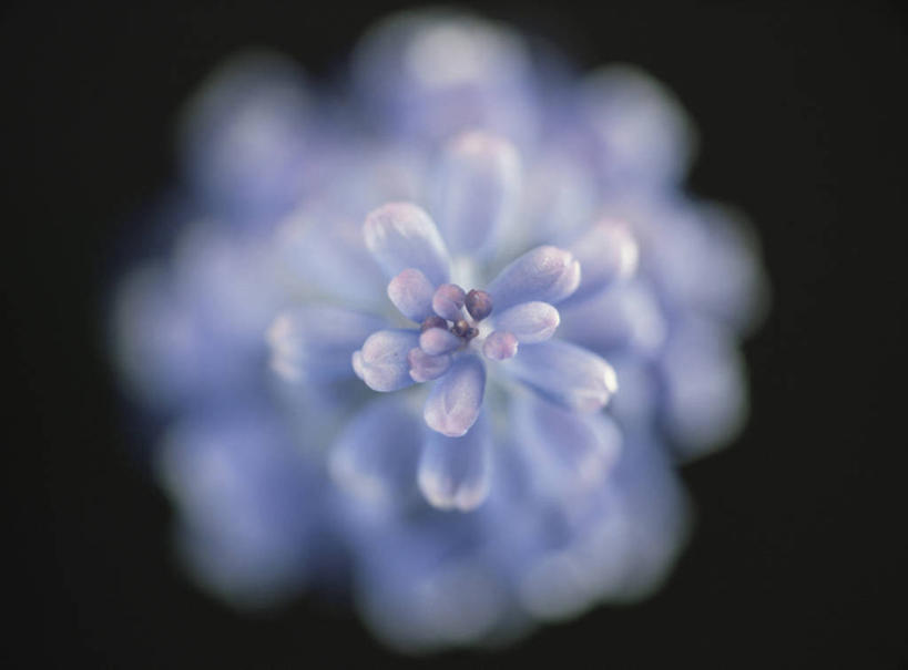 无人,横图,俯视,室内,特写,白天,爱情,阴影,黑色背景,朦胧,模糊,盛开,反射,影子,花蕾,花,花瓣,花朵,鲜花,一朵,紫色,花苞,花蕊,摄影,影棚,悲伤,忧郁,蓝壶花,蓝瓶花,葡萄百合,葡萄风信子,葡萄麝香兰,葡萄水仙,妒忌,彩图,高角度拍摄,影棚拍摄,拍摄