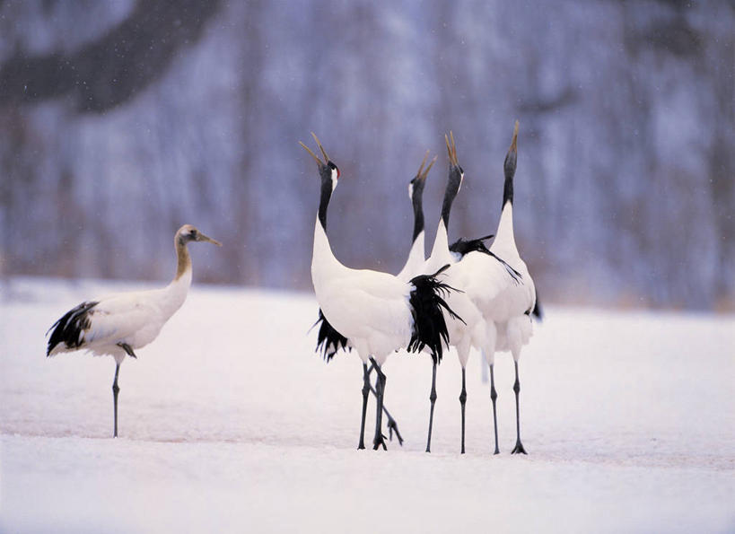 无人,站,横图,室外,白天,正面,旅游,度假,美景,丹顶鹤,四只,阴影,朦胧,模糊,反射,鹤,影子,景观,枝条,娱乐,树枝,自然,站着,享受,休闲,景色,放松,吉祥,高雅,自然风光,长寿,鴜鷜,忠贞,虬枝,枝杈,仙鹤,站立,彩图,全身