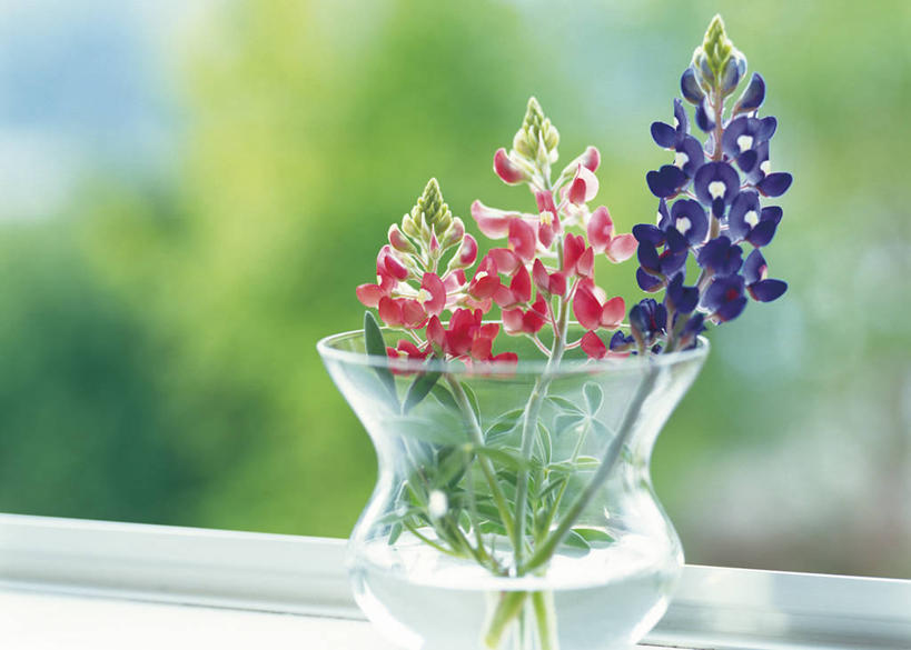 无人,横图,室内,特写,白天,正面,桌面,桌子,花瓶,阴影,朦胧,模糊,盛开,反射,影子,陶瓷,羽扇豆,鲁冰花,陶瓷制品,花蕾,花,花瓣,花朵,鲜花,一个,红色,紫色,瓶子,花苞,花蕊,母爱,单个,奉献,无私,苦涩,彩图