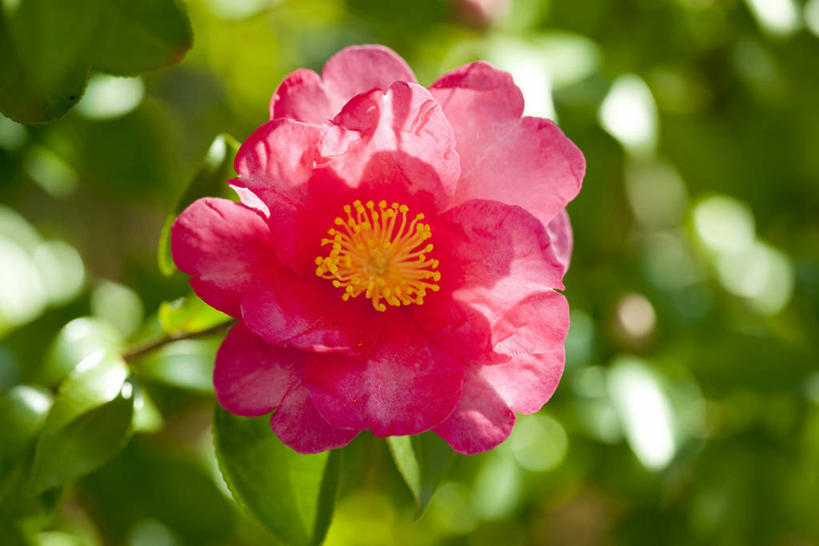 无人,横图,室外,特写,白天,正面,美景,植物,山茶花,叶子,阴影,朦胧,模糊,盛开,光线,纹理,影子,景观,绿叶,花蕾,花,花瓣,花朵,鲜花,一朵,红色,绿色,阳光,自然,花苞,花蕊,嫩叶,景色,自然风光,肌理,玉茗花,耐冬,海石榴,茶梅,茶花,叶,叶片,叶脉,彩图