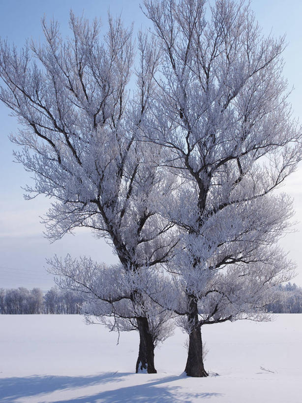 无人,竖图,室外,白天,正面,旅游,度假,美景,雪,大雪,北海道,日本,亚洲,吊挂,悬挂,阴影,清澈,光线,影子,冰,积雪,景观,雪景,云,云朵,冬季,冬天,枝条,挂,云彩,霜,娱乐,树枝,蓝色,白云,蓝天,天空,阳光,自然,天,享受,休闲,景色,放松,寒冷,晴朗,冰冷,自然风光,雾凇,东亚,日本国,北海道地方,北海道岛,严寒,冰凉,酷寒,凛冽,凛凛,极冷,虬枝,枝杈,清亮,树挂,晴空,彩图