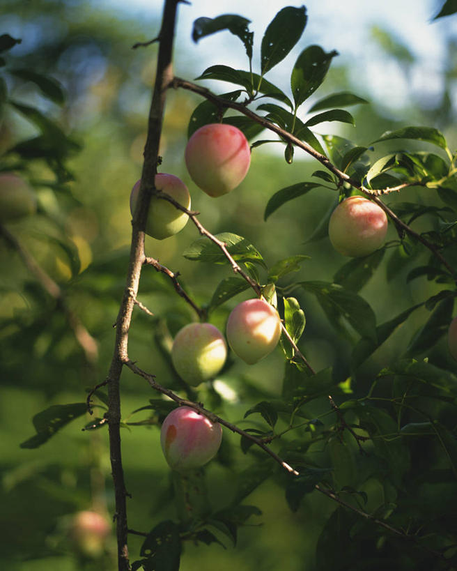 无人,果园,竖图,室外,特写,白天,正面,美景,田园,植物,李子,水果,许多,吊挂,悬挂,阴影,朦胧,模糊,新鲜,光线,影子,景观,生食,食品,果实,果树,板栗树,很多,挂,树,树木,食物,粉色,绿色,阳光,自然,景色,有机食品,绿色食品,生长,成长,自然风光,田庄,红李,鸡血李,杏李,园子,彩图,栗子树