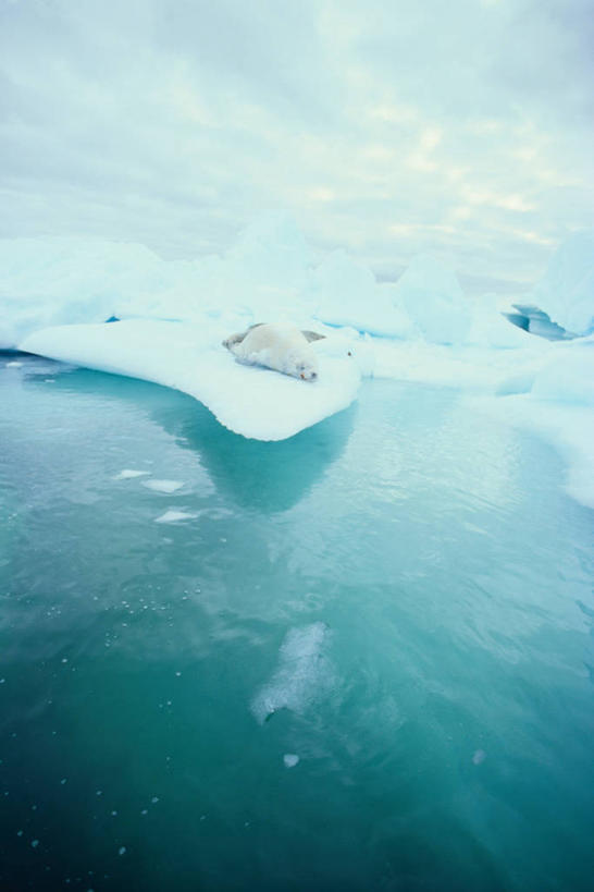 无人,躺,竖图,室外,白天,正面,旅游,度假,南极,冰山,美景,山,哺乳动物,海豹,野生动物,冰,景观,山峰,乌云,云,阴天,云朵,山峦,云彩,娱乐,冰川,一只,白色,天空,自然,动物,天,享受,休闲,景色,放松,寒冷,可爱,活泼,冰冷,昏暗,阴沉,自然风光,南极洲,冰河,严寒,冰凉,酷寒,凛冽,凛凛,极冷,南极大陆,南极地区,南极区,南极圈,卧着,第七大陆,躺着,卧,彩图,全身,安塔克提加州