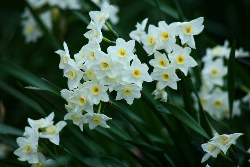 无人,横图,俯视,室外,特写,白天,爱情,陶醉,花海,花圃,美景,植物,水仙花,叶子,许多,阴影,朦胧,模糊,盛开,光线,影子,景观,很多,花蕾,花,花瓣,花朵,花卉,鲜花,绿色,白色,阳光,自然,花丛,花束,花田,花苞,花蕊,景色,自然风光,记忆,金盏银台,玉玲珑,女史花,雅蒜,天蒜,敬意,自恋,黄水仙,喇叭水仙,凌波仙子,水仙,天葱,彩图,高角度拍摄