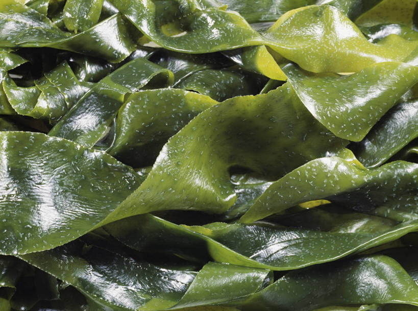 无人,横图,俯视,室内,特写,白天,蔬菜,一堆,许多,阴影,堆叠,堆积,新鲜,反射,影子,食品,很多,食物,绿色,海藻,有机食品,绿色食品,堆,海草,彩图,高角度拍摄,全画面,全框架,全帧,翅藻,全画幅,裙带菜