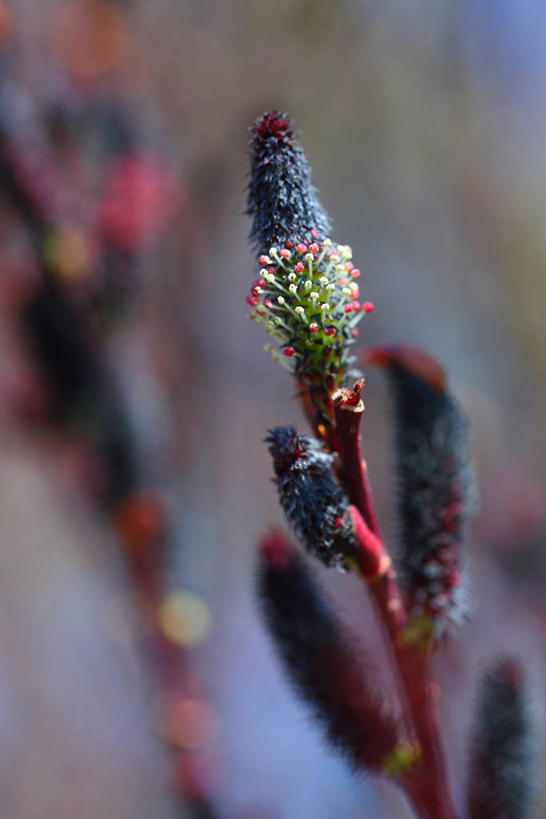 无人,竖图,室外,特写,白天,正面,自由,美景,许多,阴影,朦胧,模糊,盛开,光线,影子,景观,猫柳,很多,花蕾,花,花瓣,花朵,鲜花,黑色,阳光,自然,花苞,花蕊,景色,生命,自然风光,银芽柳,棉花柳,银柳,彩图