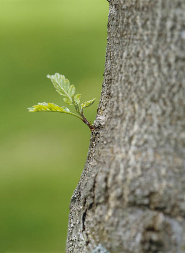 无人,竖图,室外,特写,白天,正面,美景,植物,叶子,阴影,朦胧,模糊,光线,影子,景观,绿叶,树,树木,绿色,阳光,自然,嫩叶,景色,生长,成长,自然风光,皂荚,皂角树,叶,叶片,彩图