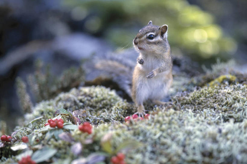 无人,站,横图,室外,特写,白天,正面,草地,草坪,美景,植物,野生动物,阴影,朦胧,模糊,光线,影子,景观,草,一只,绿色,阳光,自然,动物,松鼠,站着,景色,可爱,活泼,自然风光,花栗鼠,站立,彩图,全身