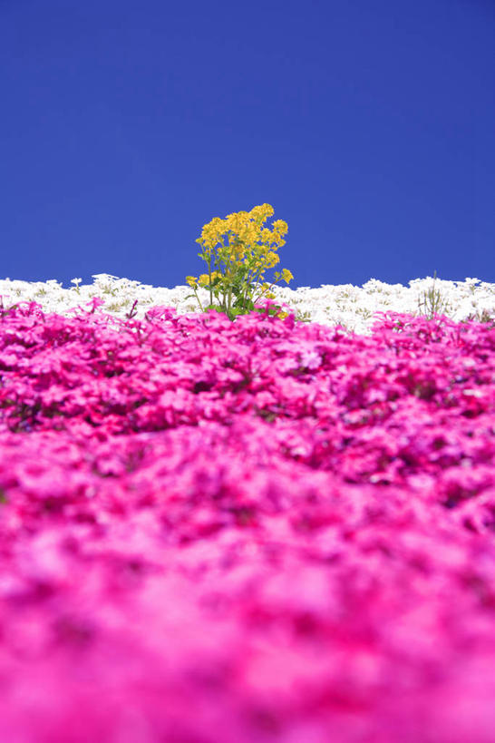 无人,竖图,室外,白天,正面,旅游,度假,美景,许多,阴影,朦胧,模糊,盛开,光线,影子,景观,很多,花蕾,娱乐,花,花瓣,花朵,鲜花,蓝色,紫色,蓝天,天空,阳光,自然,天,花苞,花蕊,享受,休闲,景色,放松,晴朗,自然风光,万里无云,草夹竹桃,晴空,晴空万里,彩图,宿根福禄考,天蓝绣球,夏福禄,锥花福禄考