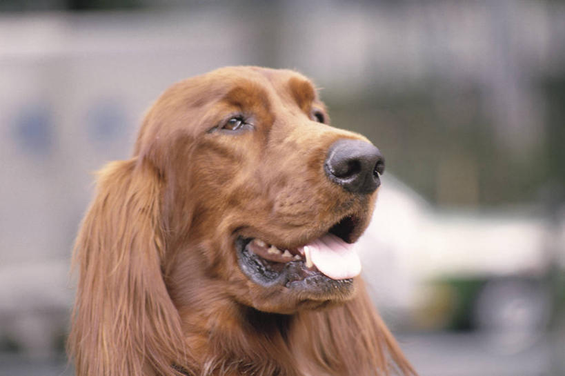 头,无人,站,横图,室外,特写,白天,正面,宠物,狗,阴影,朦胧,模糊,光线,影子,棕色,猎犬,注视,吐舌头,一只,阳光,动物,观察,看,站着,可爱,观看,察看,关注,忠诚,舌头,头部,犬,站立,半身,彩图,爱尔兰长毛猎犬,爱尔兰红白长毛猎犬,爱尔兰红白蹲猎犬