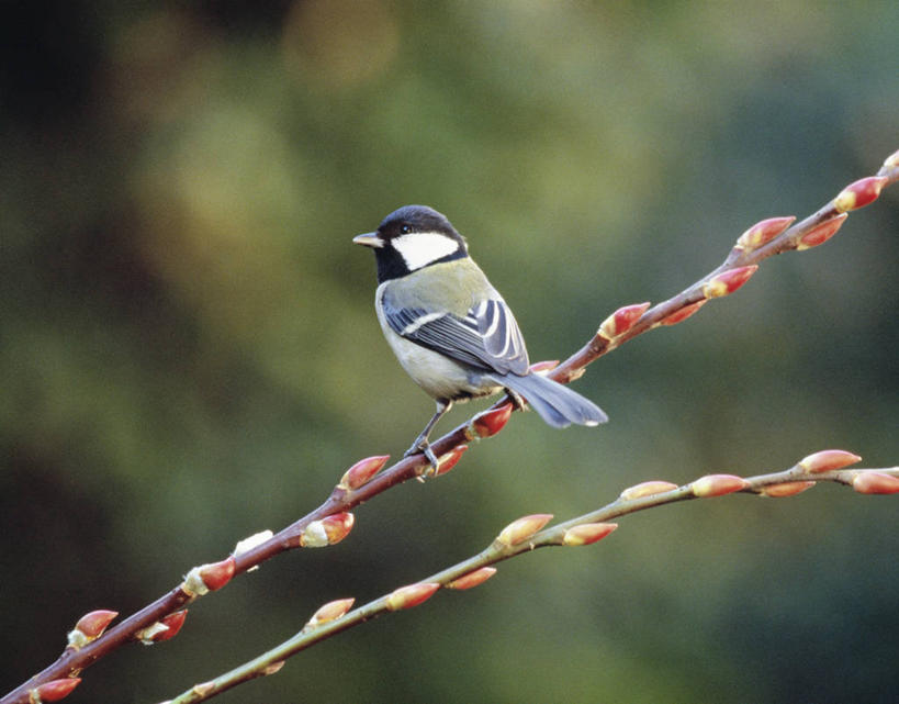 无人,横图,室外,特写,白天,侧面,自由,美景,鸟,神奈川,日本,亚洲,阴影,朦胧,模糊,光线,鸟类,山雀,影子,景观,猫柳,枝条,神奈川县,停留,树枝,一只,阳光,自然,景色,停止,生命,自然风光,东亚,本州,关东地方,本州岛,日本国,银芽柳,棉花柳,银柳,逗留,停顿,虬枝,枝杈,白脸山雀,大山雀,彩图,全身