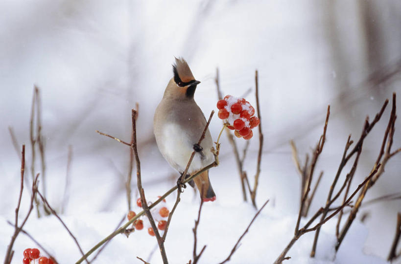 无人,横图,室外,特写,白天,侧面,美景,鸟,浆果,水果,北海道,日本,亚洲,阴影,朦胧,模糊,新鲜,光线,鸟类,太平鸟,影子,景观,桑葚,桑椹,生食,食品,果实,枝条,停留,树枝,食物,一只,红色,阳光,自然,覆盆子,景色,有机食品,绿色食品,停止,自然风光,东亚,日本国,北海道地方,北海道岛,连雀,逗留,停顿,虬枝,枝杈,彩图,全身