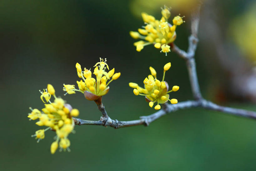 无人,横图,室外,特写,白天,正面,美景,四朵,阴影,朦胧,模糊,盛开,光线,影子,景观,枝条,花蕾,花,花瓣,花朵,鲜花,树枝,黄色,阳光,自然,花苞,花蕊,景色,自然风光,避邪,思念,虬枝,枝杈,茱萸,辟邪翁,越椒,彩图