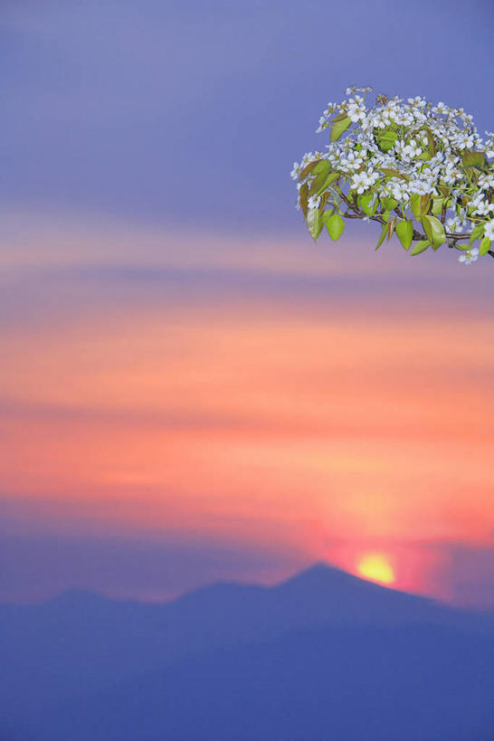 无人,竖图,室外,白天,正面,旅游,度假,美景,日落,山,山脉,树林,太阳,植物,日本,亚洲,景观,山峰,晚霞,霞光,云,云朵,落日,枝条,山峦,云彩,娱乐,树,树木,树枝,绿色,白云,自然,黄昏,群山,享受,休闲,景色,彩霞,放松,生长,成长,自然风光,东亚,本州,本州岛,日本国,青森,青森县,东北地方,夕照,虬枝,枝杈,薄暮,夕阳,彩图,傍晚,斜阳,八甲田山