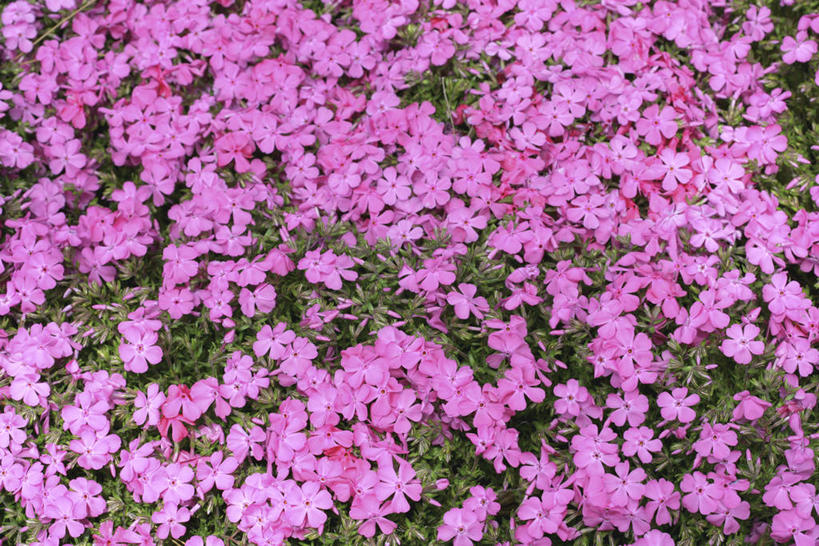 无人,横图,俯视,室外,白天,旅游,度假,花海,花圃,美景,植物,叶子,许多,阴影,盛开,光线,影子,景观,很多,花蕾,娱乐,花,花瓣,花朵,花卉,鲜花,粉色,绿色,阳光,自然,花丛,花束,花田,花苞,花蕊,享受,休闲,景色,放松,自然风光,福乐花,福禄花,福禄考,彩图,高角度拍摄,芝樱