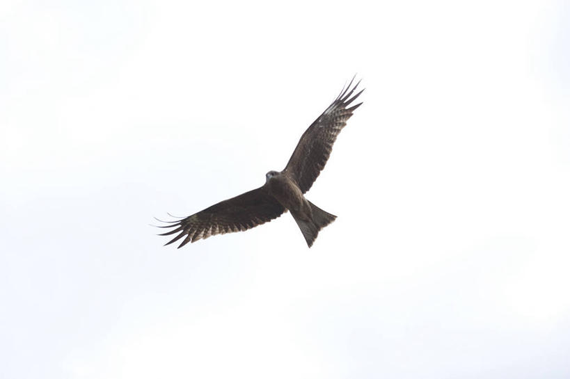 无人,横图,室外,白天,仰视,旅游,度假,美景,鸟,野生动物,鹰,飞翔,伸展,张开,展翅,阴影,飞行,光线,翅膀,鸟类,影子,景观,翱翔,娱乐,飞,一只,天空,阳光,自然,动物,天,享受,休闲,景色,放松,自然风光,凶猛,张开翅膀,鸢,展开翅膀,黑鸢,残暴,凶残,老鹰,彩图,低角度拍摄,全身