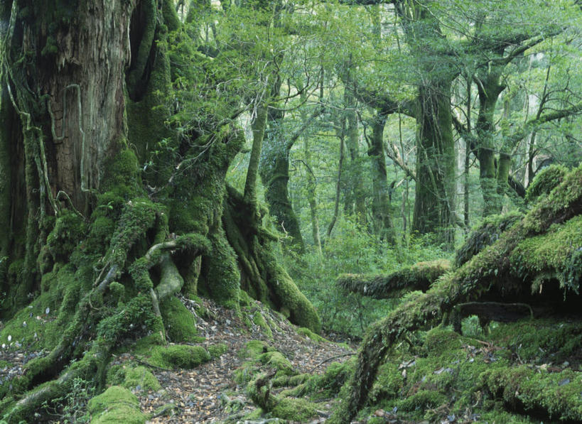 无人,横图,室外,白天,正面,旅游,度假,美景,树林,植物,鹿儿岛,日本,亚洲,阴影,光线,影子,景观,娱乐,树,树木,绿色,阳光,自然,享受,休闲,景色,放松,生长,成长,自然风光,东亚,日本国,九州本岛,九州,九州岛,九州地方,鹿儿岛县,屋久岛,彩图