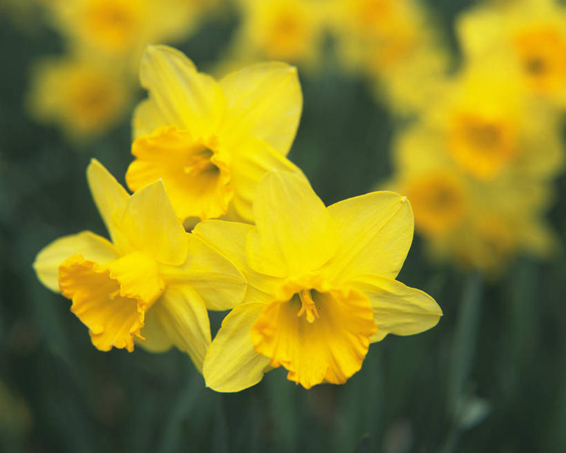 无人,横图,室外,特写,白天,正面,爱情,陶醉,美景,水仙花,许多,阴影,朦胧,模糊,盛开,光线,影子,景观,很多,花蕾,花,花瓣,花朵,鲜花,黄色,阳光,自然,花苞,花蕊,景色,自然风光,记忆,金盏银台,玉玲珑,女史花,雅蒜,天蒜,敬意,自恋,黄水仙,喇叭水仙,凌波仙子,水仙,天葱,彩图