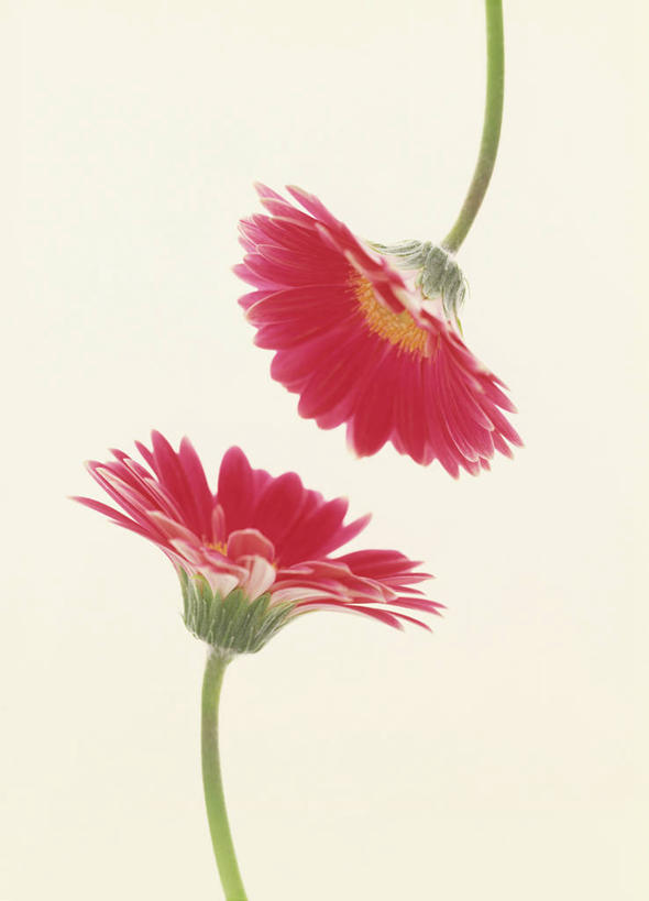 无人,竖图,室内,特写,白天,正面,植物,阴影,灰色背景,盛开,反射,影子,草药,药草,花蕾,中药,花,花瓣,花朵,鲜花,两朵,红色,花苞,花蕊,清热,摄影,影棚,大丁草,药材,中草药,中药材,本草,解毒,消肿,利湿,彩图,影棚拍摄,拍摄