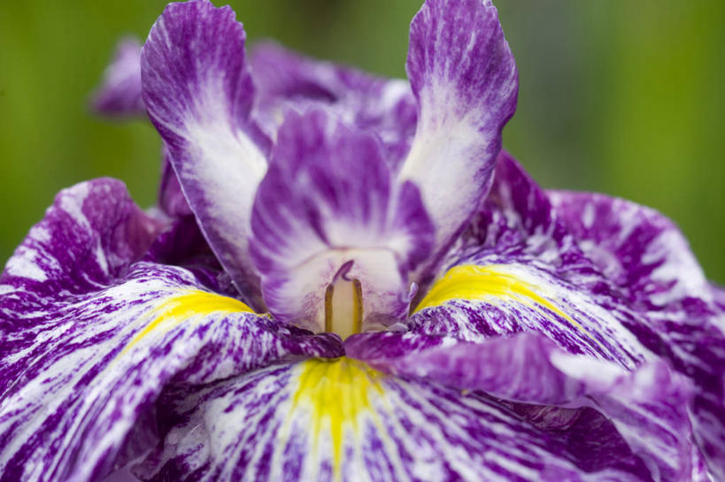 无人,横图,室外,特写,白天,正面,爱情,友谊,美景,阴影,朦胧,模糊,盛开,光线,影子,景观,鸢尾花,花蕾,花,花瓣,花朵,鲜花,一朵,紫色,阳光,自然,花苞,花蕊,景色,鸢尾,自然风光,紫蝴蝶,蓝蝴蝶,扁竹花,彩图,爱丽丝,爱丽丝花,变色鸢尾