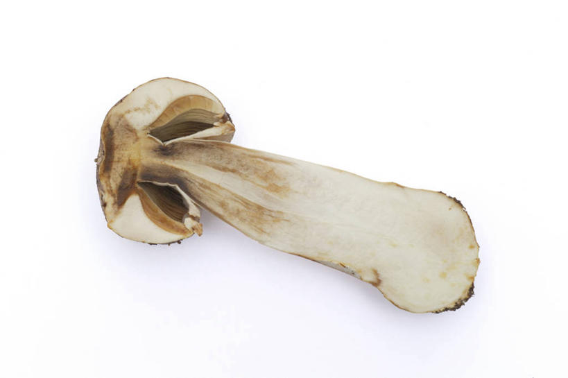 无人,横图,俯视,室内,特写,白天,白色背景,切开,阴影,反射,影子,菌菇,蘑菇,半个,菌类,白色,切,一半,食用菌,摄影,影棚,真菌,剖面,切面,彩图,高角度拍摄,影棚拍摄,拍摄