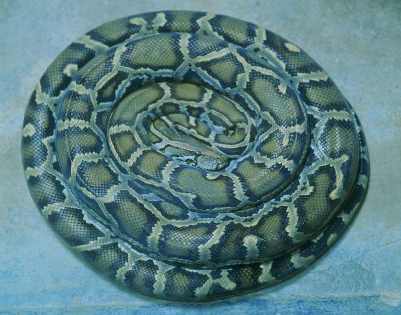 无人,动物园,横图,俯视,室外,特写,白天,野生动物,北海道,日本,亚洲,阴影,环绕,缠绕,光线,蟒蛇,爬行动物,蛇,影子,一只,阳光,动物,冷血动物,纠缠,凶猛,脊椎动物,长虫,东亚,缅甸蟒,日本国,北海道地方,北海道岛,缅甸蟒蛇,残暴,凶残,彩图,高角度拍摄,全身,冷血