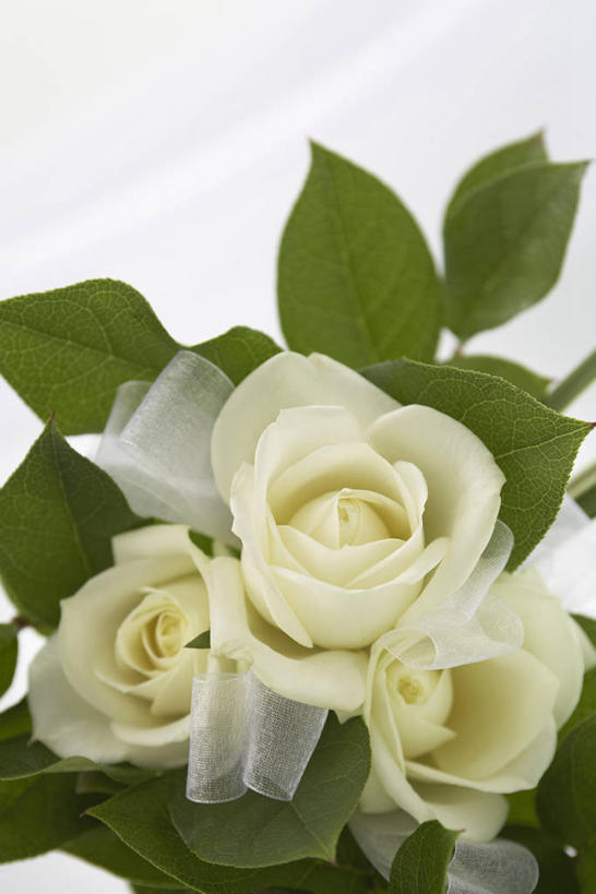 无人,竖图,俯视,室内,特写,白天,叶子,三朵,阴影,灰色背景,盛开,反射,影子,绿叶,圣诞红,花蕾,花,花瓣,花朵,鲜花,绿色,白色,花苞,花蕊,嫩叶,摄影,影棚,矛盾,犹豫,圣诞玫瑰,叶,叶片,彩图,高角度拍摄,影棚拍摄,拍摄,秋红