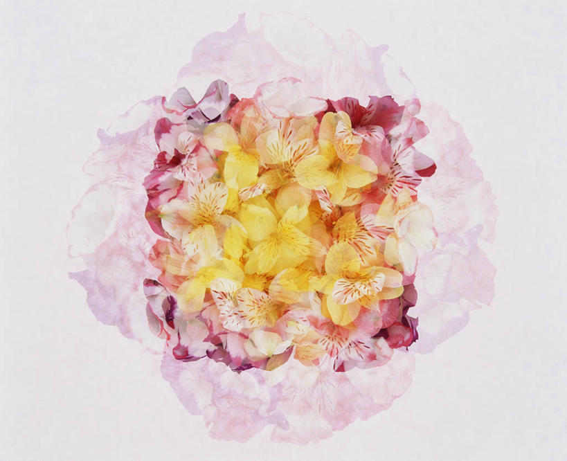 无人,横图,俯视,室内,特写,白天,智慧,阴影,灰色背景,艺术,反射,影子,文化,粉色,黄色,插花,摄影,影棚,插花艺术,创造,创作,想象,彩图,高角度拍摄,影棚拍摄,拍摄