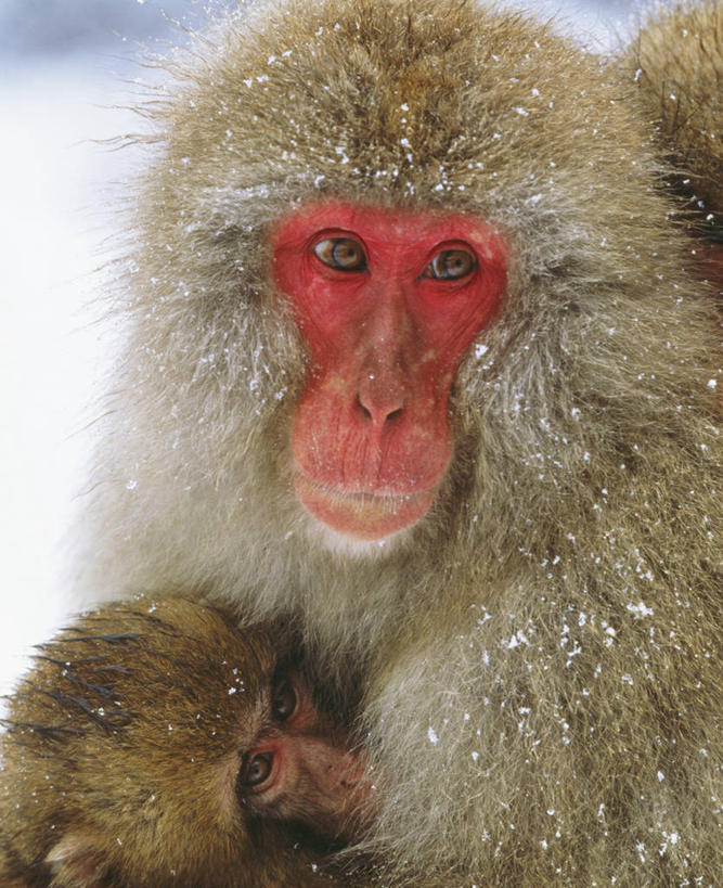 头,无人,坐,竖图,室外,特写,白天,正面,美景,温泉,雪,大雪,哺乳动物,猴,野生动物,猴子,长野县,日本,阴影,反射,影子,积雪,景观,雪景,冬季,冬天,注视,自然,动物,观察,看,两只,景色,寒冷,可爱,活泼,观看,察看,关注,自然风光,猕猴,日本猕猴,本州,本州岛,日本国,中部地方,长野,严寒,头部,坐着,半身,彩图,地狱谷,地狱谷温泉,地狱谷野猿公苑