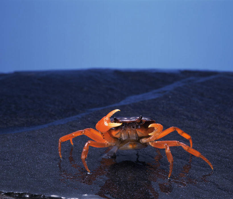 蟹,无人,走,横图,室外,白天,正面,旅游,度假,美景,日落,沙滩,朦胧,模糊,螃蟹,沙子,河岸,河滩,景观,晚霞,霞光,落日,沙地,娱乐,一只,红色,蓝色,蓝天,天空,自然,黄昏,天,享受,休闲,景色,彩霞,放松,晴朗,自然风光,毛蟹,河蟹,万里无云,甲壳动物,中华绒螯蟹,夕照,薄暮,晴空,晴空万里,夕阳,步行,散步,走路,彩图,全身,傍晚,斜阳