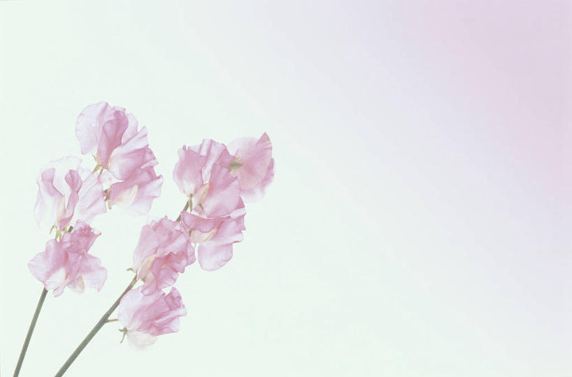 无人,横图,室内,特写,白天,正面,一排,许多,阴影,粉色背景,整齐,并列,并排,盛开,反射,影子,香豌豆,很多,花蕾,花,花瓣,花朵,鲜花,排列,粉色,花苞,花蕊,摄影,影棚,豌豆花,队列,平行,腐香豌豆,花豌豆,彩图,影棚拍摄,拍摄