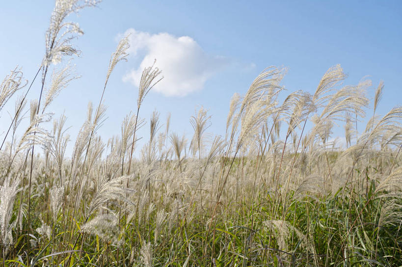 无人,横图,室外,白天,正面,旅游,度假,草地,草坪,美景,植物,奈良县,日本,亚洲,阴影,光线,影子,地平线,景观,云,云朵,辽阔,地面,蒲苇,云彩,娱乐,草,蓝色,绿色,白云,蓝天,天空,阳光,自然,天,享受,休闲,广阔,景色,放松,生长,晴朗,成长,一望无际,自然风光,延伸,东亚,本州,本州岛,日本国,近畿地方,天地相交,奈良,近畿,无边无际,一马平川,晴空,彩图